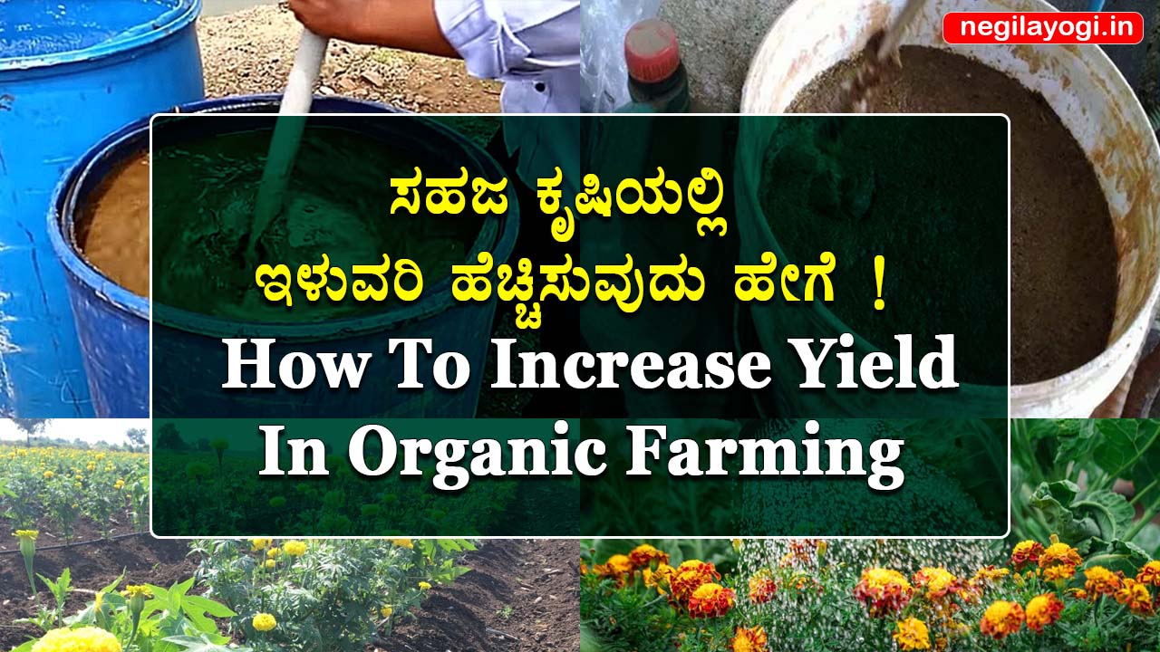 How To Increase Yield In Organic Farming