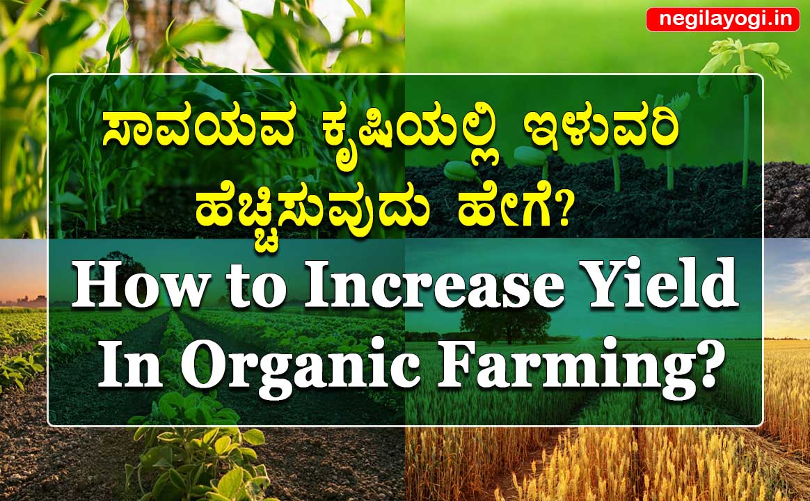 How to increase yield in organic farming