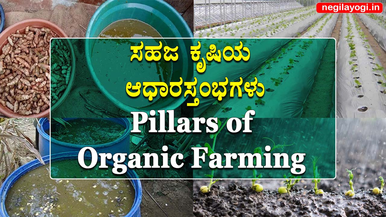  Pillars of Organic Farming